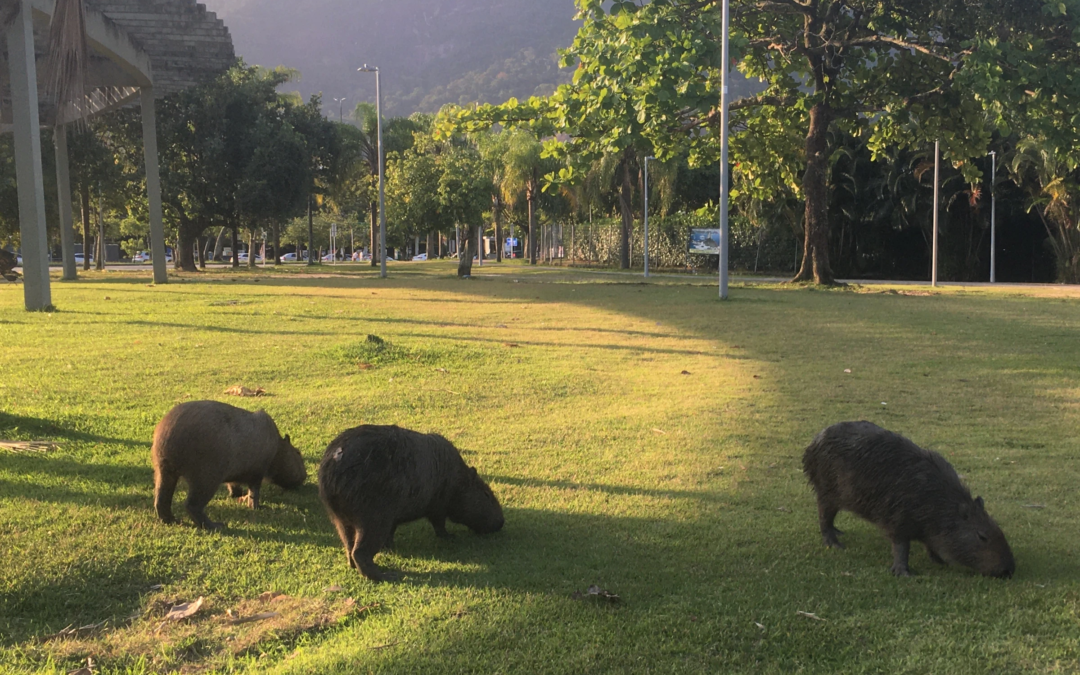ATENÇÃO, CAPIVARAS: MANTENHA DISTÂNCIA