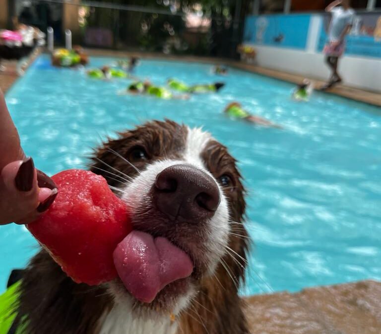 CUIDADO DOBRADO COM OS PETS NO FINAL DE ANO 