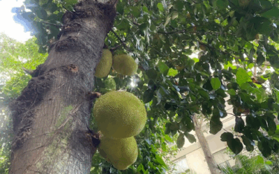 DA JACA SE APROVEITA ATÉ O CAROÇO
