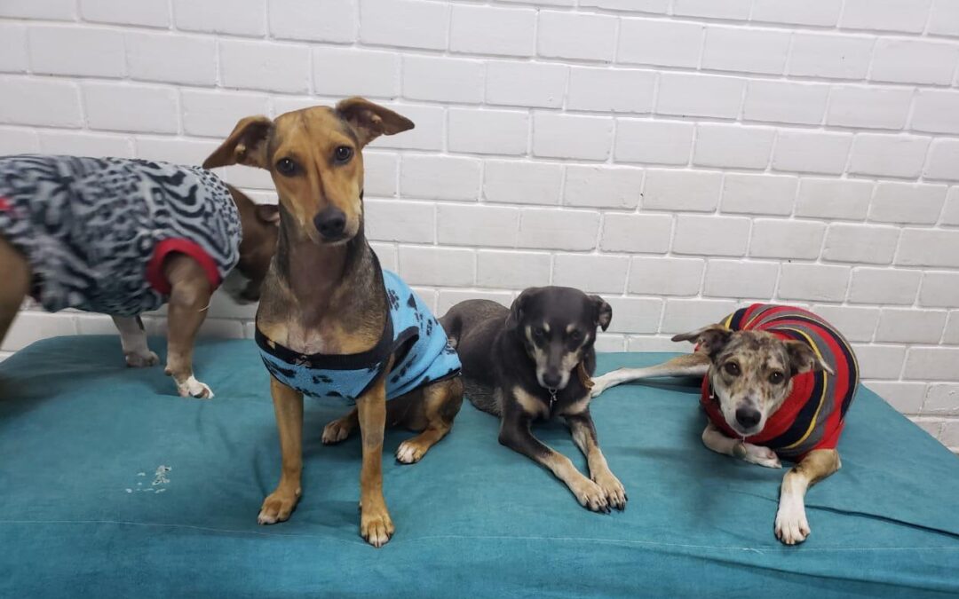 CUIDADOS COM OS PETS NO INVERNO