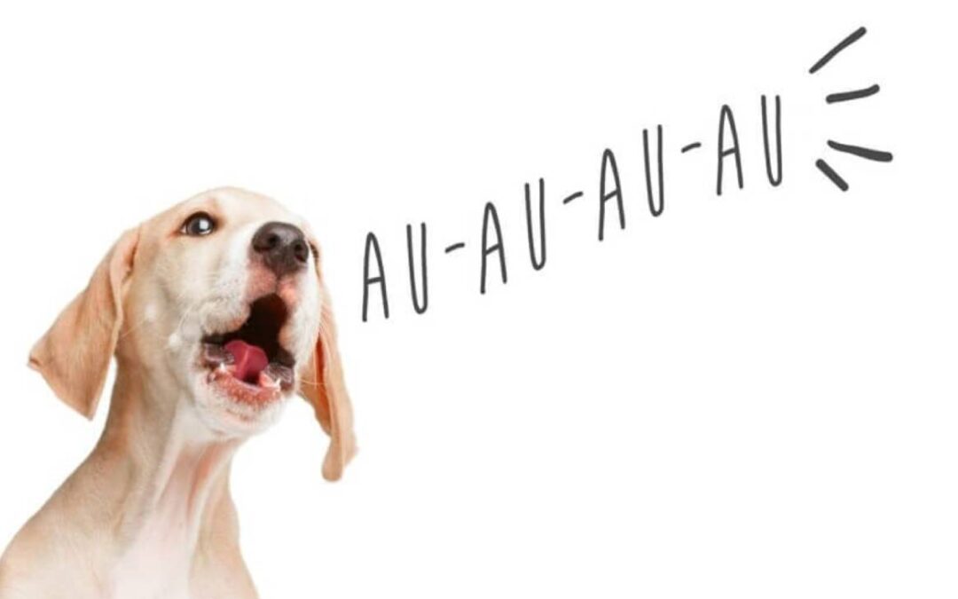 CÃO QUE LATE DEMAIS…O QUE FAZER?
