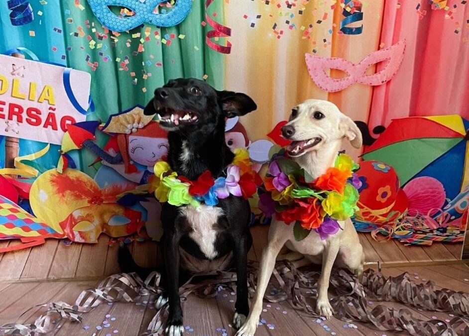TODO DIA É DIA DE FESTA PARA OS PETS