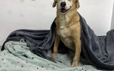 TODO CUIDADO COM OS PETS DURANTE AS FESTAS 