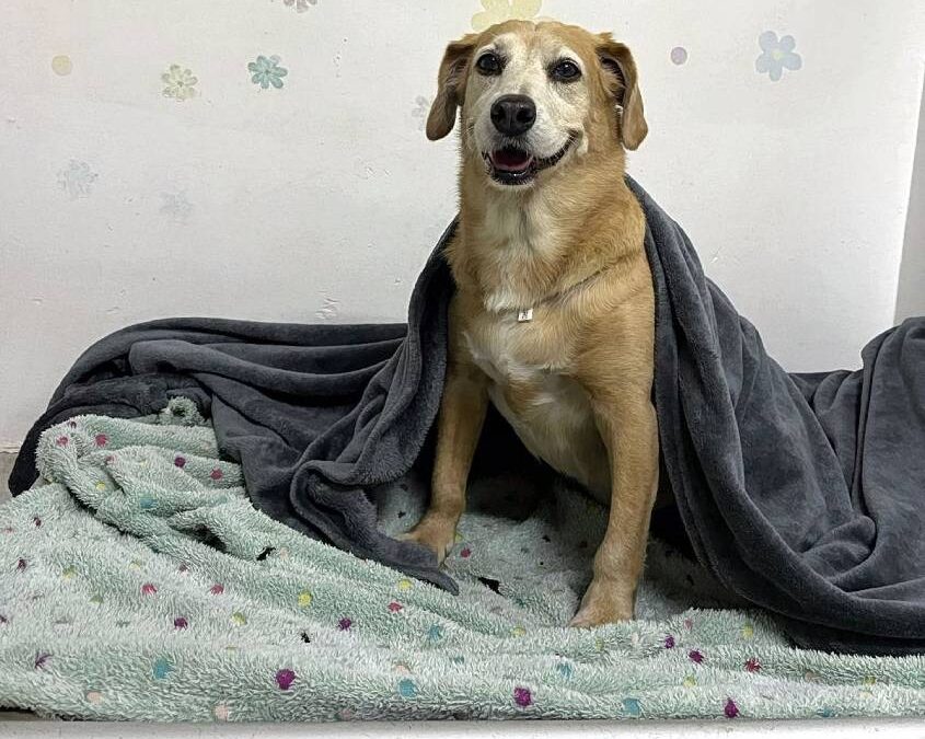 TODO CUIDADO COM OS PETS DURANTE AS FESTAS 