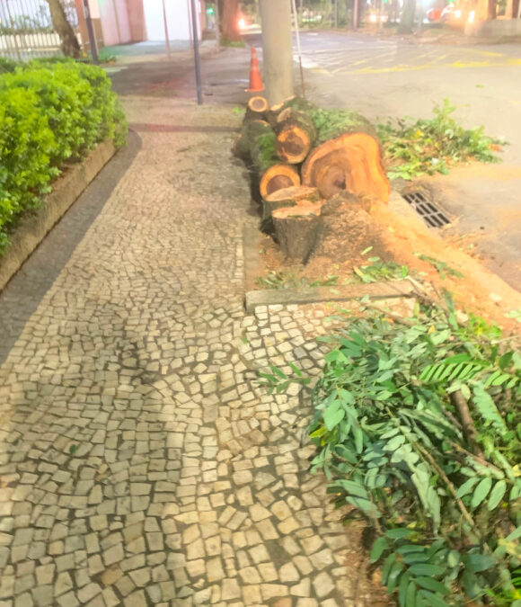NÃO BASTA PLANTAR: É PRECISO PRESERVAR AS ÁRVORES